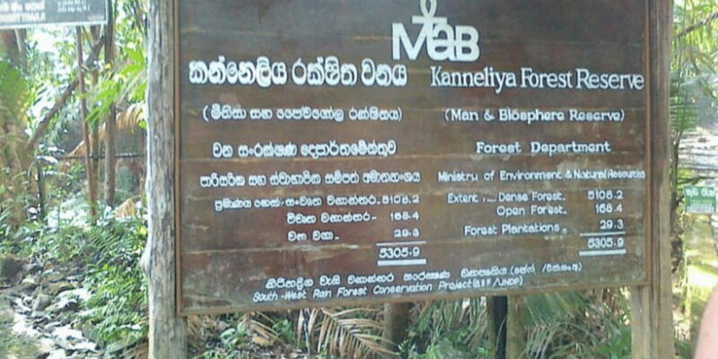kanneliya-forest-discovery-guided-nature-expedition