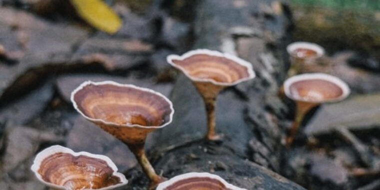 kanneliya-forest-discovery-guided-nature-expedition