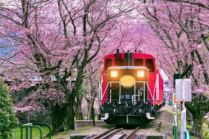 Kansai Day Trip Nara Deer, Torii Gates and Arashiyama - Key Points