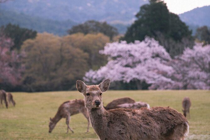 Kansai Day Trip Nara Deer, Torii Gates and Arashiyama - Practicalities and Value