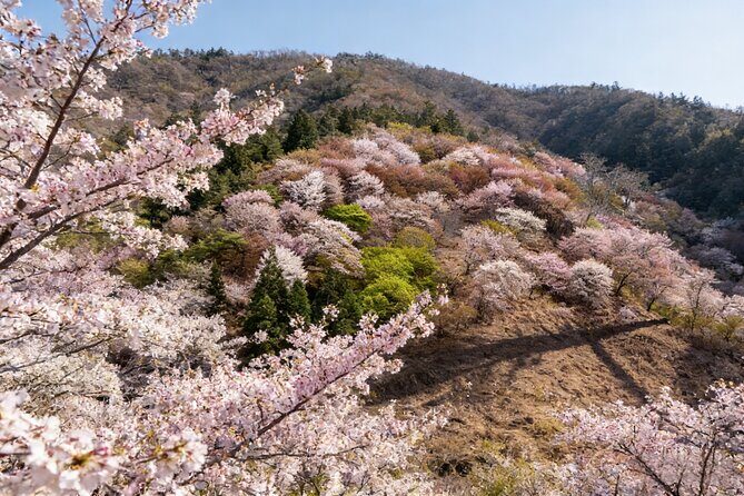 Kansai Hidden Cherry Blossom Gems Seasonal Exclusive Day Trip - Exploring Kansais Hidden Cherry Blossom Gems: A Detailed Review