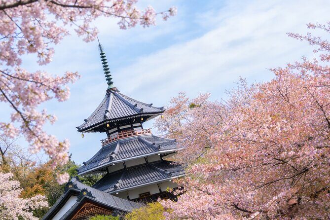 Kansai Hidden Cherry Blossom Gems Seasonal Exclusive Day Trip - Who Will Love This Tour?