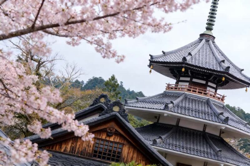 Kansai Hidden Cherry Blossom Tour: Seasonal One-Day Escape - Lunch Break & Flexibility