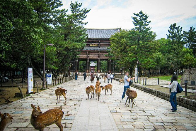 kansai-region-hiking-adventure-in-nara-kobe-kyoto-and-more
