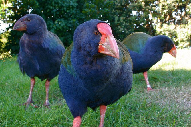 Kapiti Island Classic Guided Day Tour - Practical Tips for Your Visit
