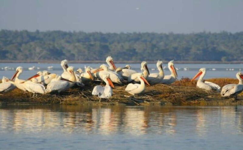Karavasta:Bird Watching, Tower Views & Lagoon Exploration - Introduction