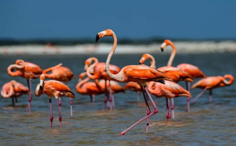 Karavasta:Bird Watching, Tower Views & Lagoon Exploration - Who Should Consider This Tour?