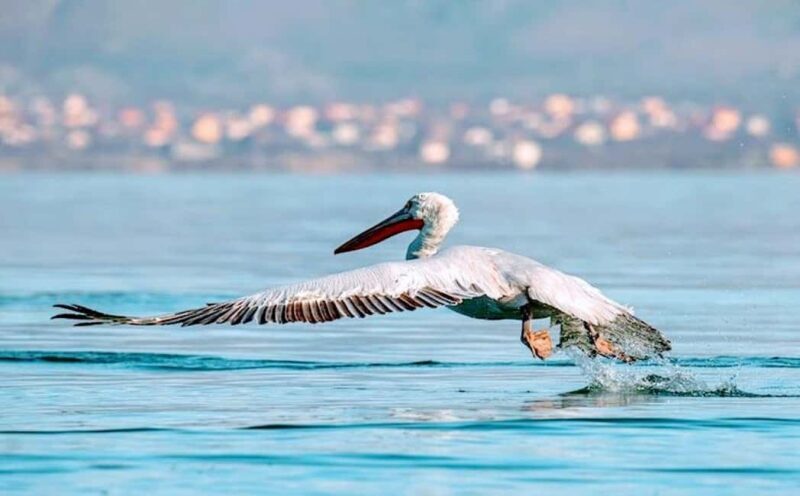 Karavasta:Bird Watching, Tower Views & Lagoon Exploration - Final Thoughts