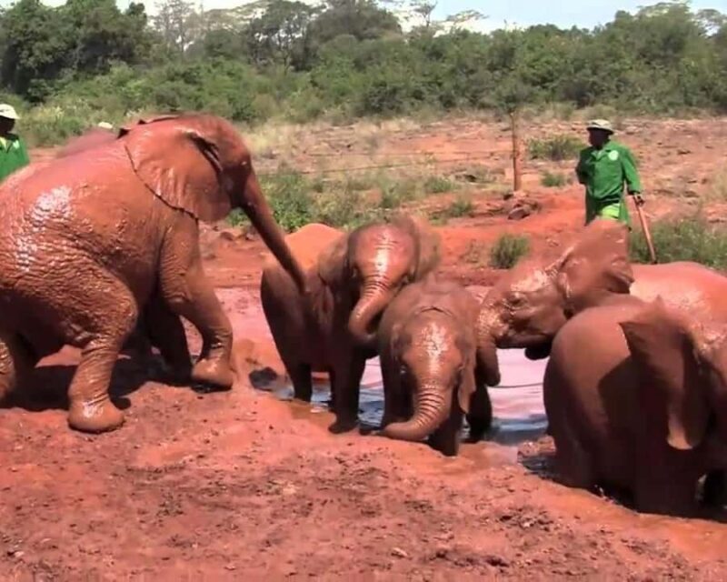 Karen Blixen Museum, Elephant Orphanage and Giraffe Center - What to Expect: Detailed Breakdown