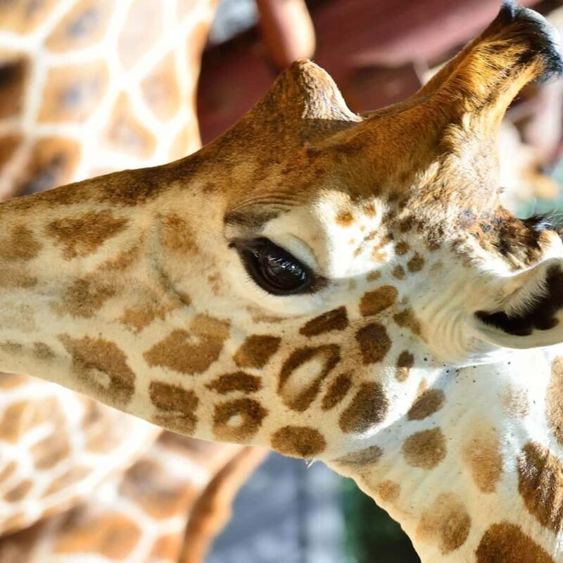 Karen Blixen Museum, Elephant Orphanage and Giraffe Center - Final Thoughts