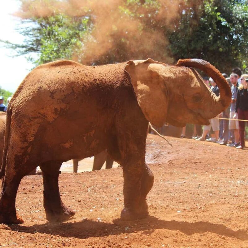 Karen Blixen Museum, Elephant Orphanage and Giraffe Center - FAQs