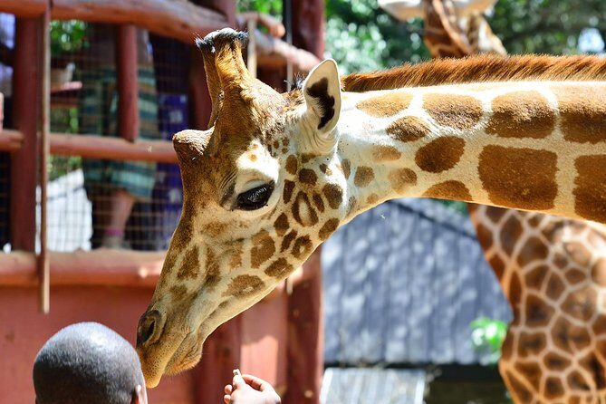 Karen Blixen Museum & Giraffe Centre Half day tour - Exploring the Itinerary in Detail