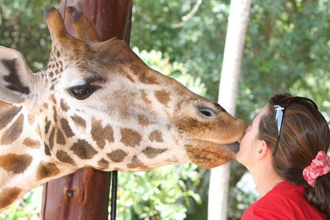 Karen Blixen Museum & Giraffe Centre Half day tour - Who Should Consider This Tour