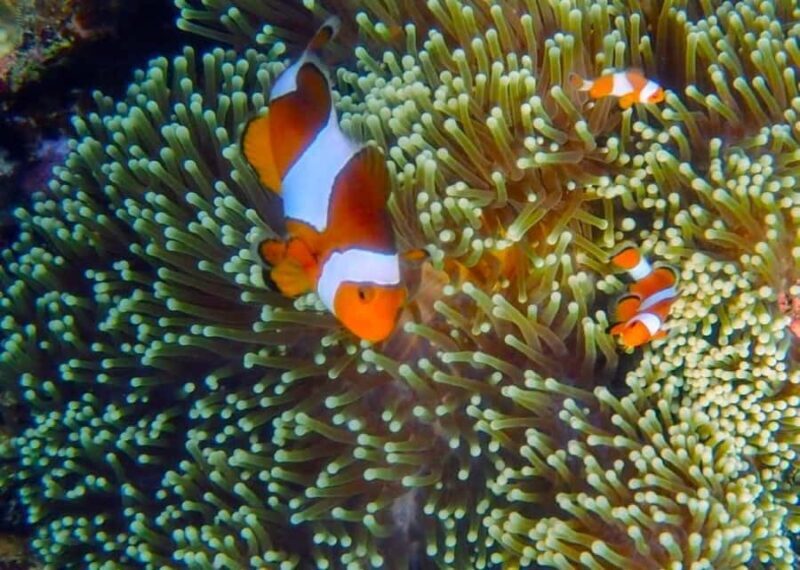 Karimunjawa Kayaking and Snorkeling - Diving Into the Details of the Karimunjawa Kayaking and Snorkeling Tour