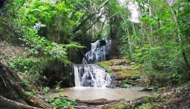 Karura Forest Guided Walking Tour in Nairobi. - An In-Depth Look at the Karura Forest Guided Tour