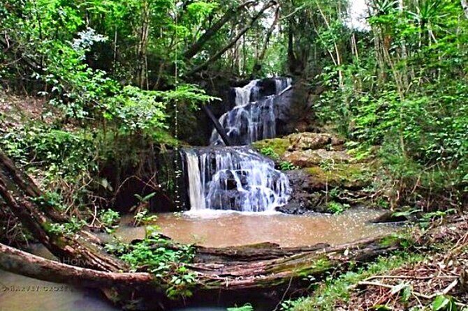 Karura Forest Hiking and Bike Tour - What is the Karura Forest Hiking and Bike Tour?