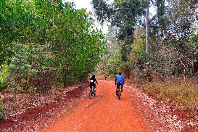 Karura Forest Nature Trail - An In-Depth Look at the Karura Forest Nature Trail Experience