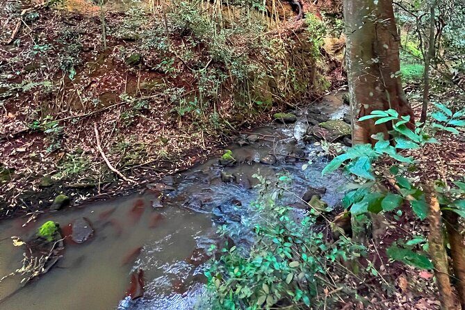 Karura Forest Nature Trail - Final Thoughts