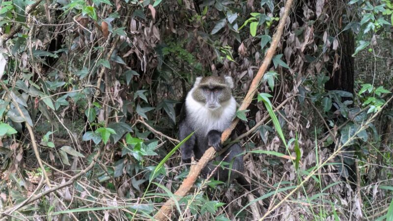 Karura Forest: Walking tour with Nature and Waterfalls. - An In-Depth Look at the Karura Forest Walking Tour