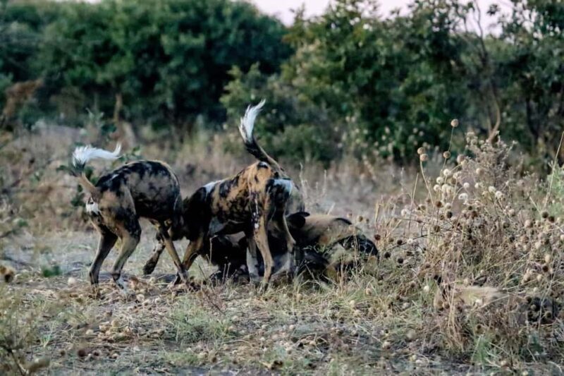 Kasane: Chobe National Park Game Drive Tour - An In-Depth Look at the Chobe National Park Game Drive Tour