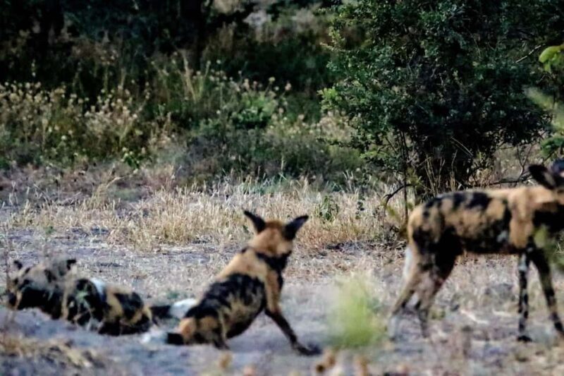 Kasane: Chobe National Park Game Drive Tour - Practical Details and What to Expect