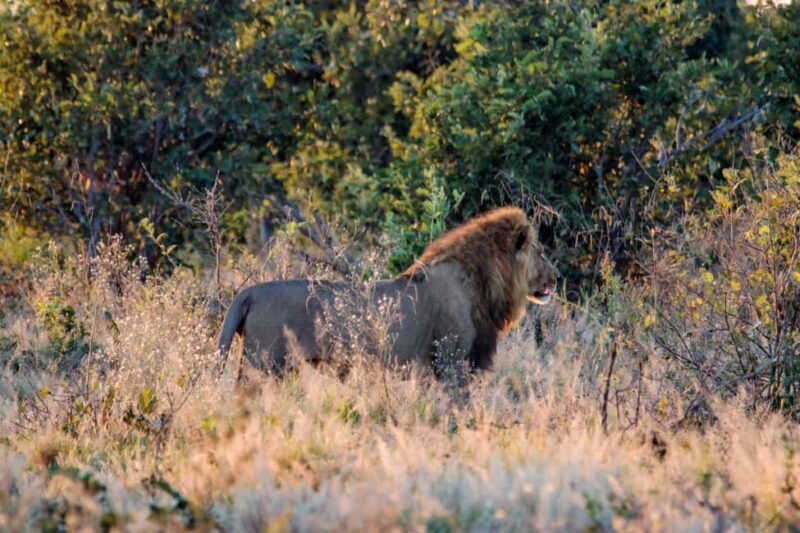 Kasane: Chobe National Park Game Drive Tour - Final Thoughts