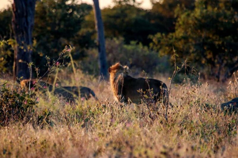 Kasane: Chobe National Park Game Drive Tour - FAQ