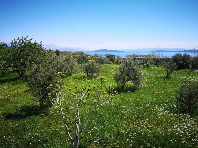 kastela-wine-olive-tasting-tour-w-delicacies-live-music