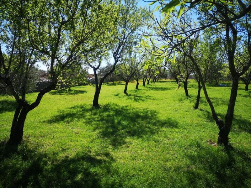 kastela-wine-olive-tasting-tour-w-delicacies-live-music