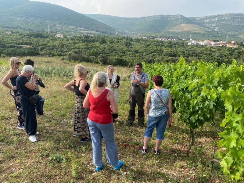 kastela-wine-olive-tasting-tour-w-delicacies-live-music