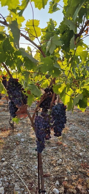 kastela-wine-olive-tasting-tour-w-delicacies-live-music
