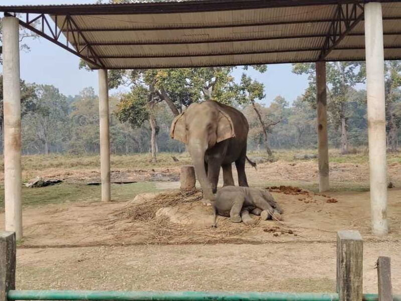 kathmandu-2-day-chitwan-national-park-jungle-safari-tour