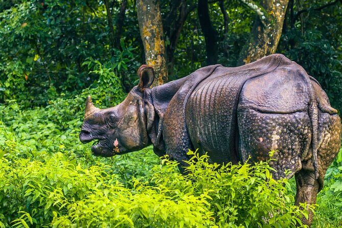 Kathmandu 2 Nights 3 Days Chitwan Jungle Safari Tour - The Sum Up: Who Is This Tour For?