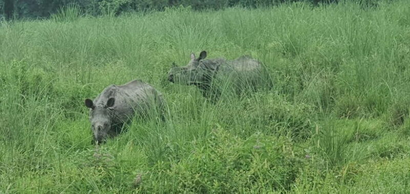 Kathmandu: 3-Day Chitwan Safari Tour with Hotel Transfers - Is This Tour Right for You?