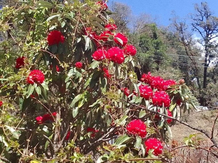 kathmandu-3-day-ghorepani-poon-hill-ghandruk-guided-trek