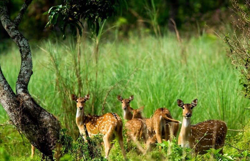 kathmandu-3-days-luxury-chitwan-tour-with-flights
