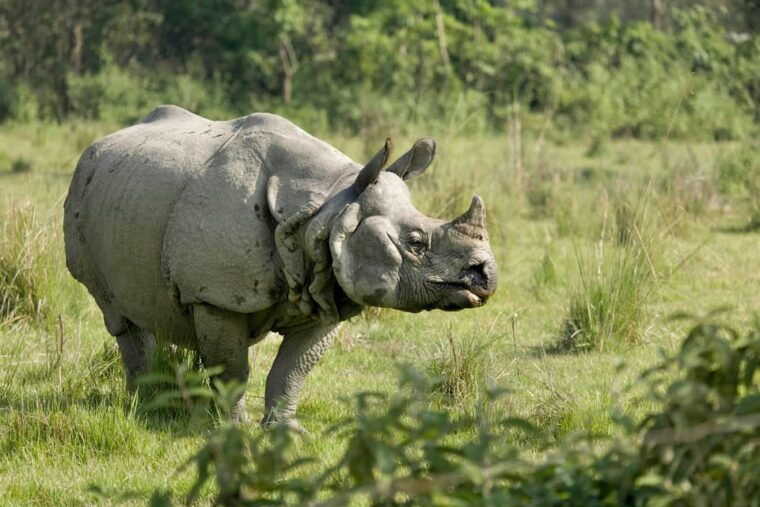 kathmandu-3-days-luxury-chitwan-tour-with-flights