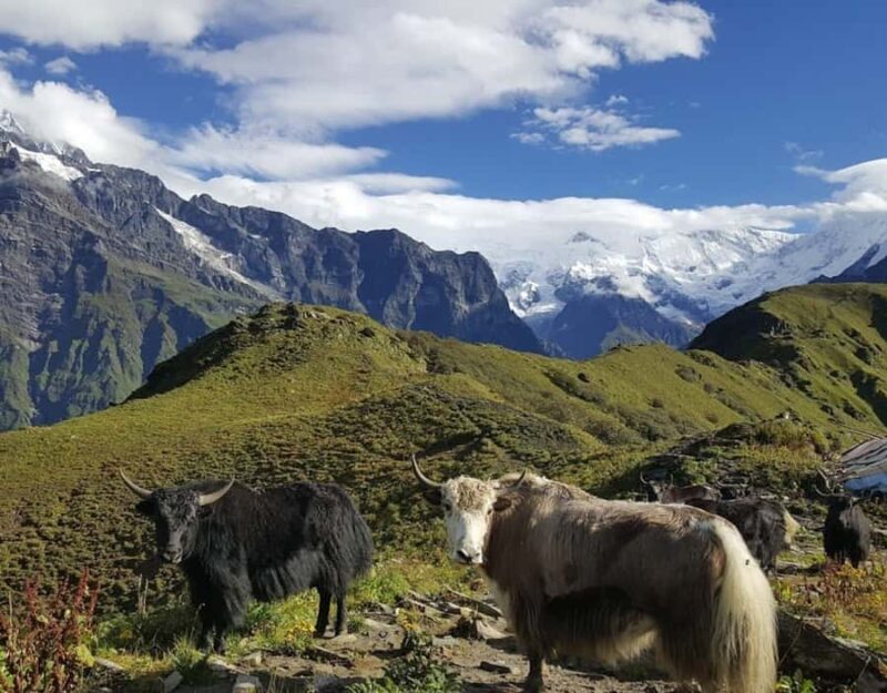 Kathmandu: 5-Day Mardi Himal Trek with Guide and Flights - Practical Considerations and Tips