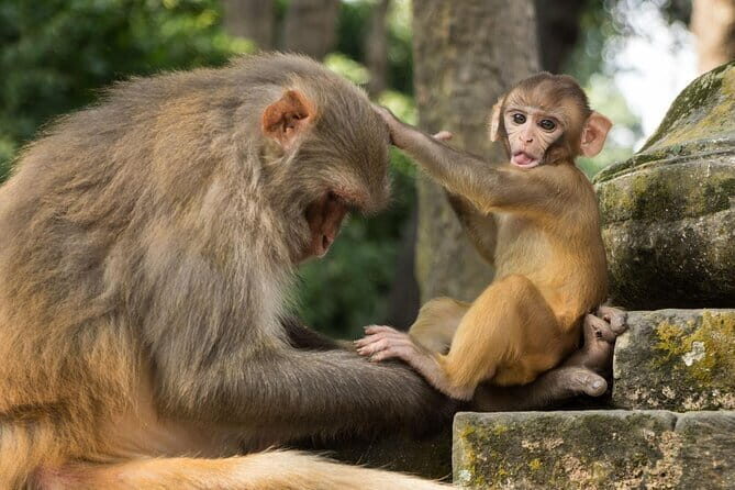 Kathmandu All 7 UNESCO World Heritage Sites Tour - The Experience: What Makes It Stand Out