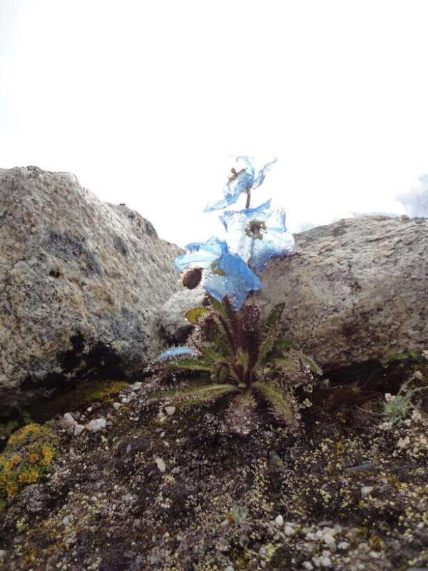 kathmandu-budget-15-day-everest-base-camp-trek-2025