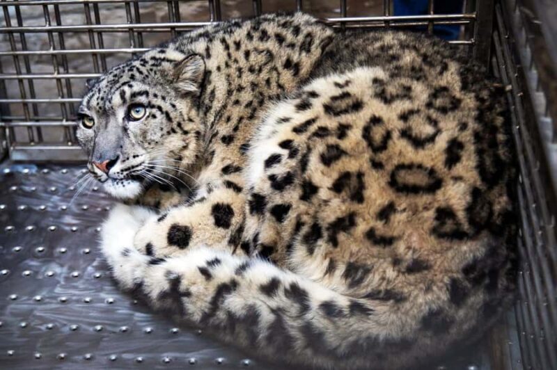 Kathmandu: Central Zoo Tour - Practical Considerations & Tips