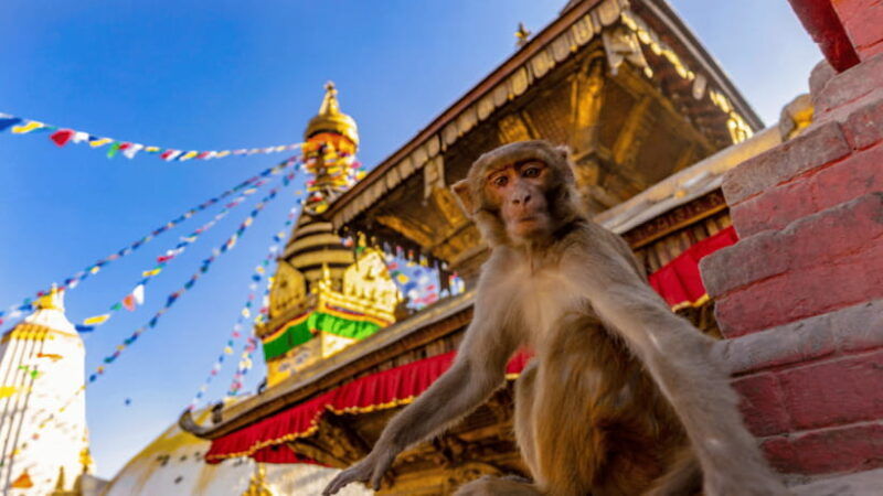 kathmandu-chandragiri-cable-car-and-monkey-temple-tour-3