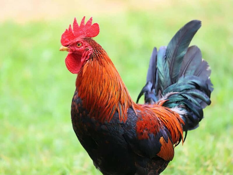 Kathmandu: Guided Local Chicken Dinner/lunch with 10+ items - Key Points