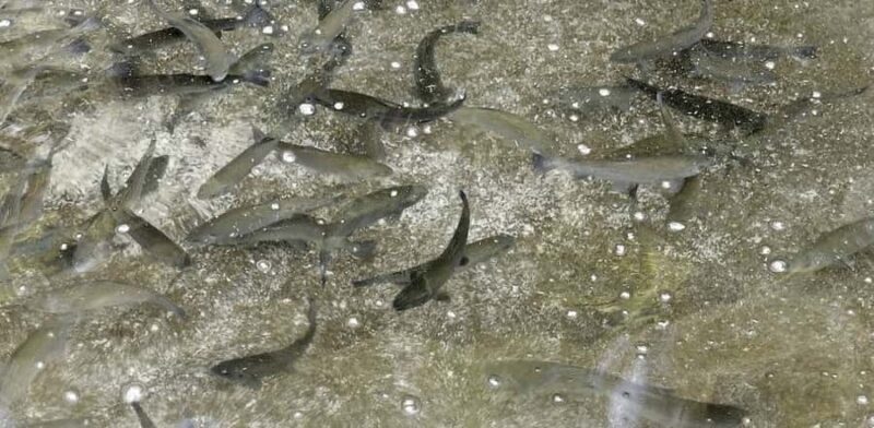 Kathmandu: Himalayan Viewpoint & Trout Fishing Tour - Key Points