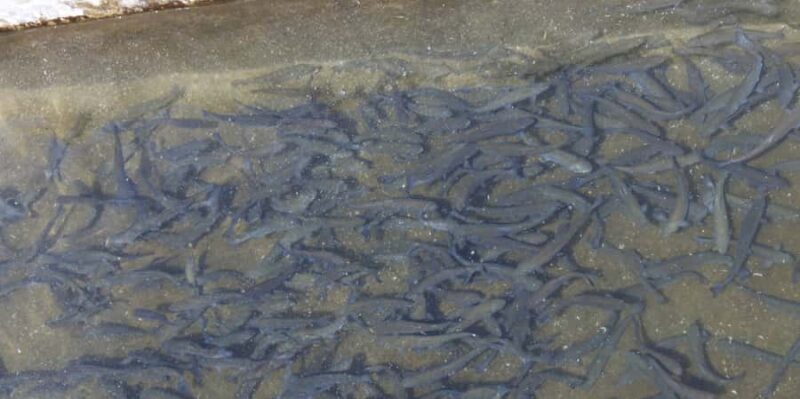 Kathmandu: Himalayan Viewpoint & Trout Fishing Tour - In-Depth Look at the Itinerary