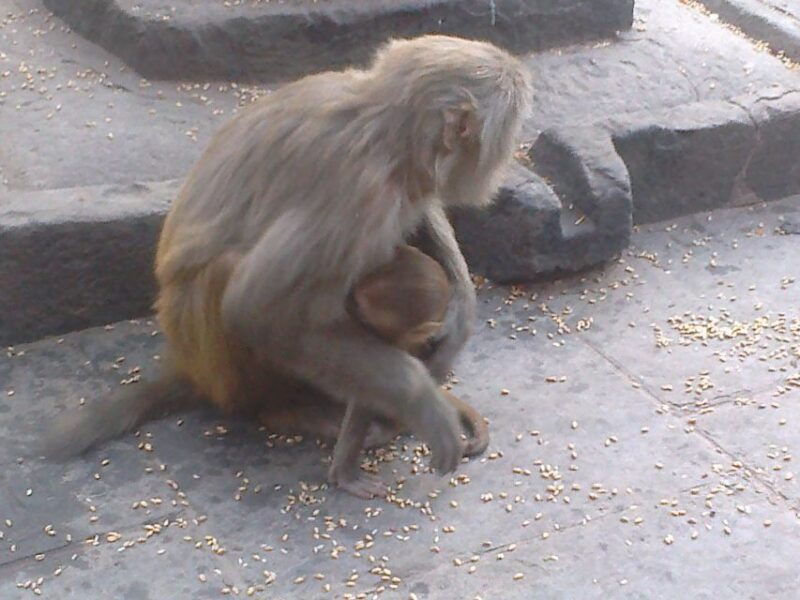 kathmandu-monkey-temple-and-chandragiri-cable-car-ride-tour