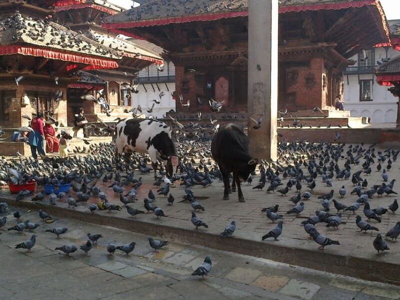 kathmandu-monkey-temple-and-chandragiri-cable-car-ride-tour