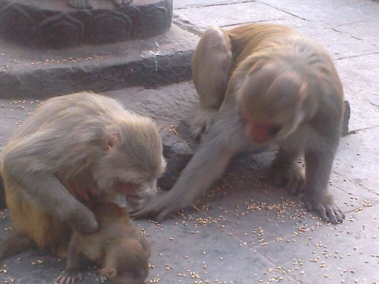 kathmandu-monkey-temple-and-chandragiri-cable-car-ride-tour