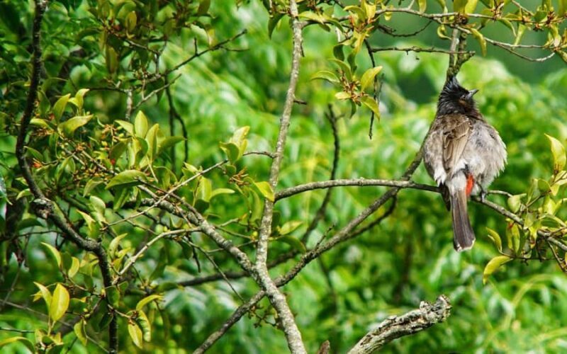 Kathmandu: Phulchowki Birdwatching Tour with Expert Guide - Visiting Godavari Botanical Garden