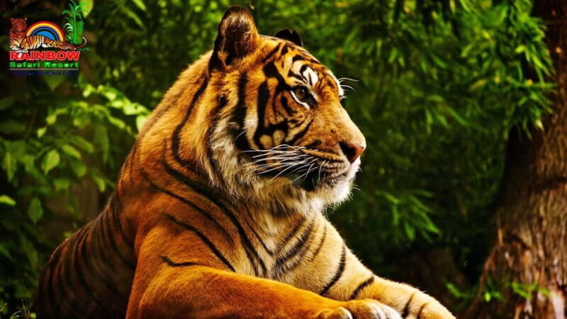 Kathmandu/Pokhara: 3 Day Chitwan Jungle Safari Tour - Practical Aspects and Tips